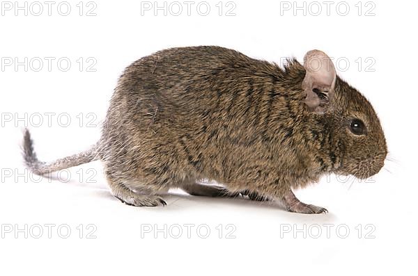 Degu