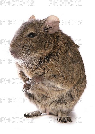 Degu