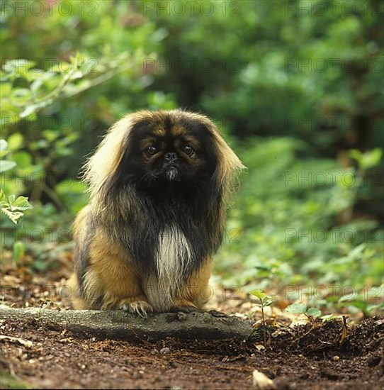 Domestic dog Pekinese