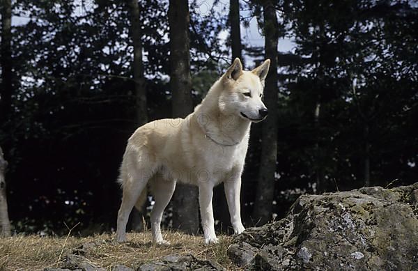 Domestic Dog