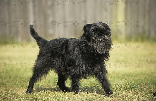 Affenpinscher