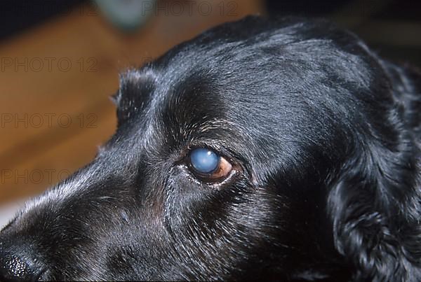 English Cocker Spaniel with cataract