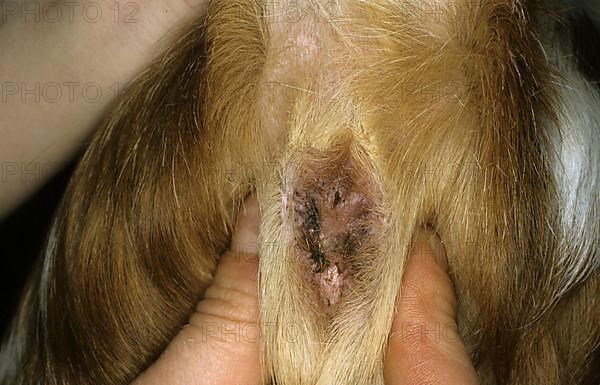 Anal glands of dog are emptied