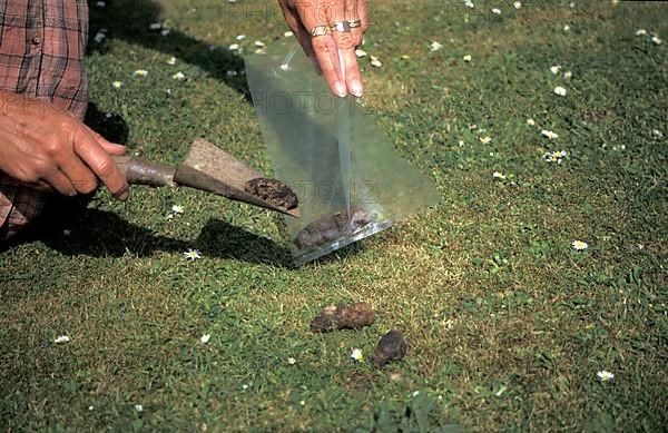 Owner collects dog excrement