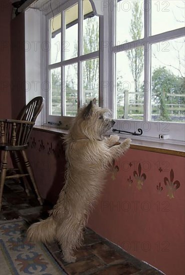Cairn Terrier puts paws on windowsill