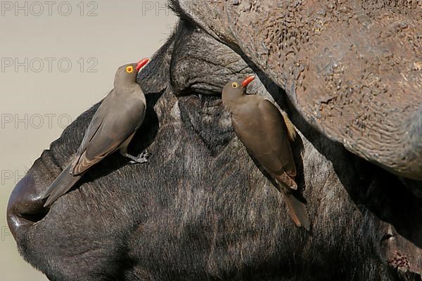 Red-billed oxpecker