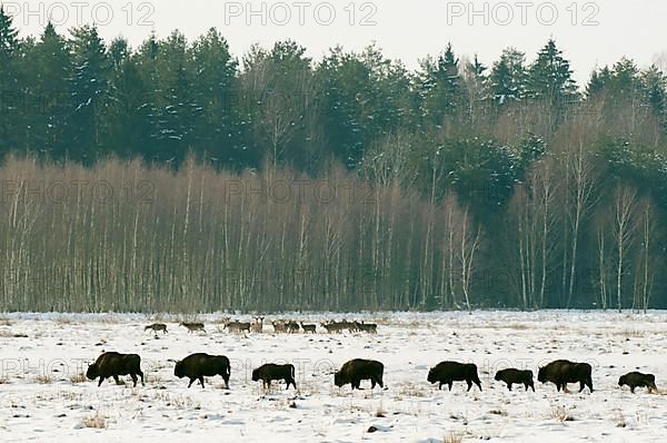 Herd of european bison