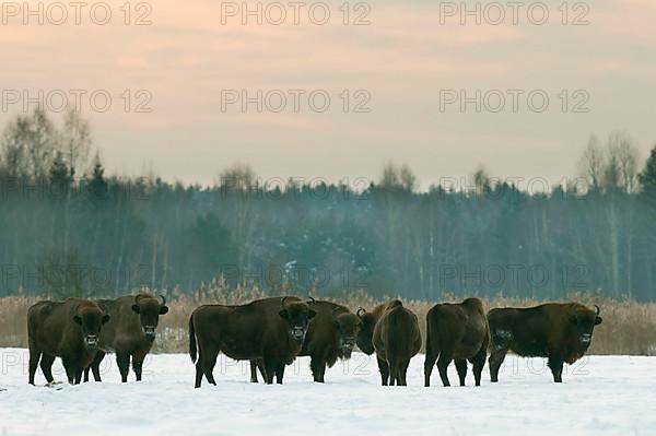 European european bison