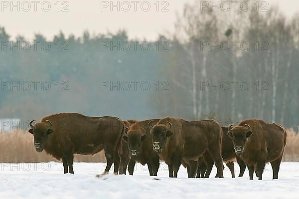 European european bison