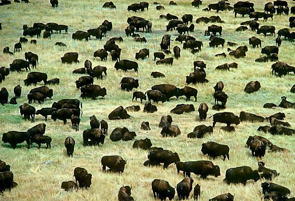 North American Bison