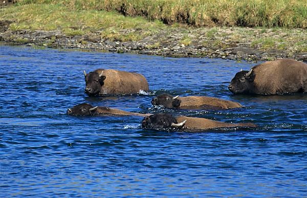 American bison