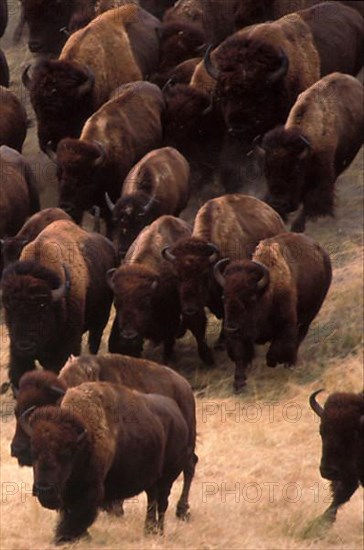 Bison