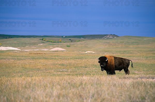 American Bison