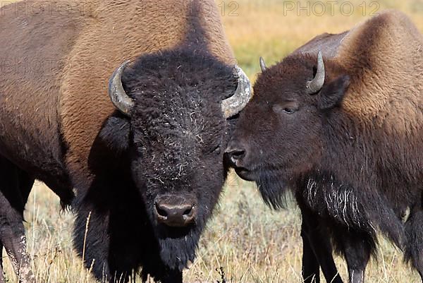 Bison