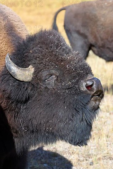 Bison