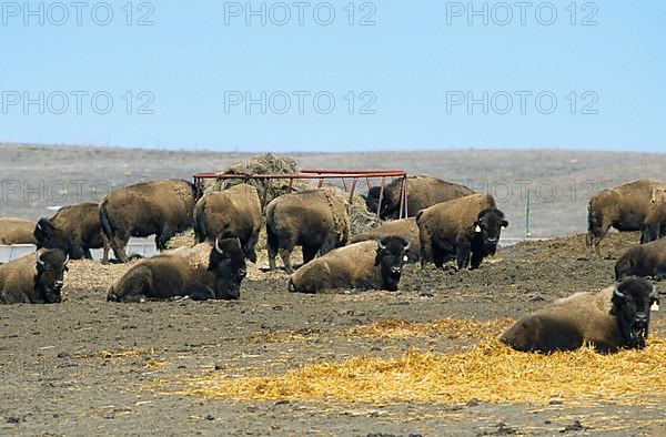 American bison