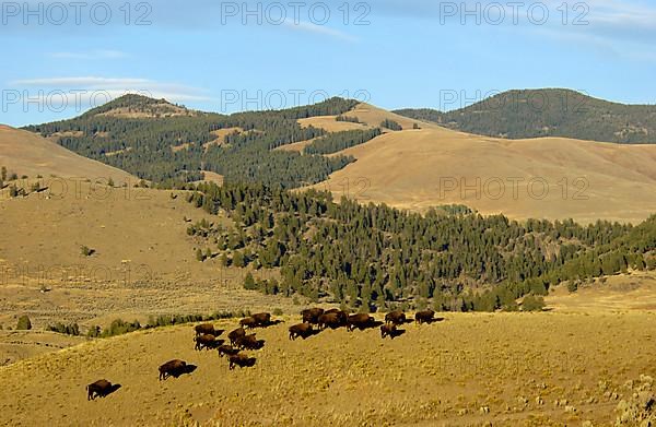 North American Bison