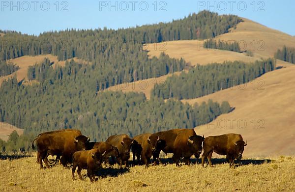 North American Bison