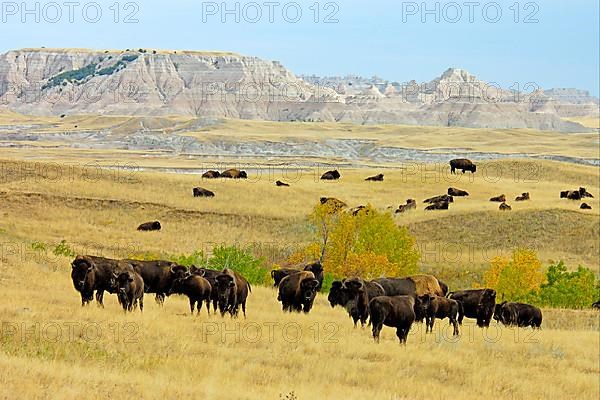 North American Bison