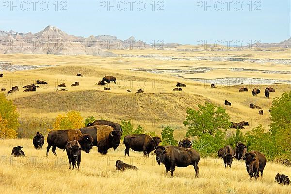 North American Bison