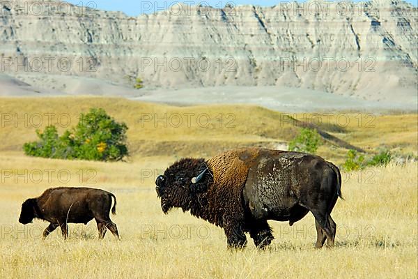 North American Bison