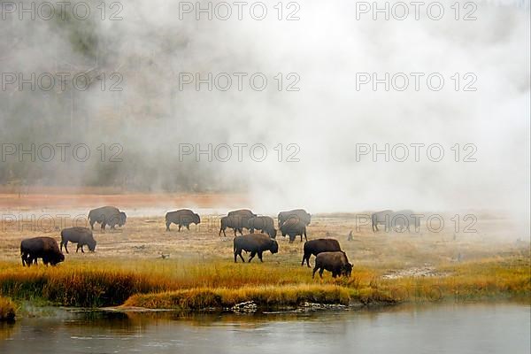 North American Bison