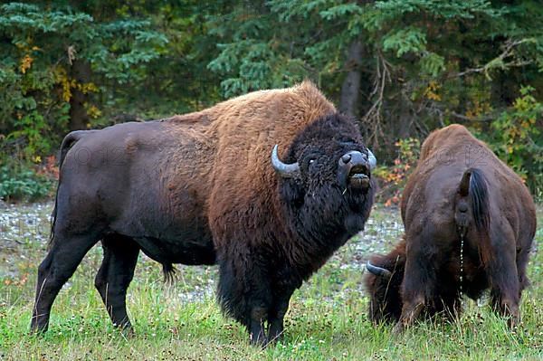 Wood bison