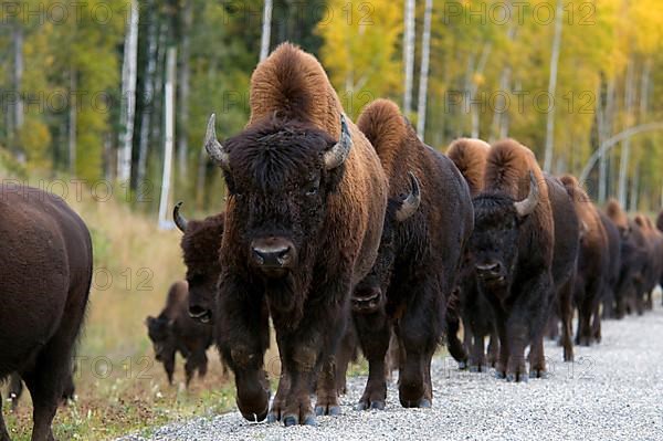 Herd of bison