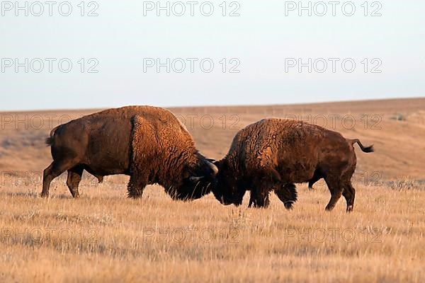 Plains bison