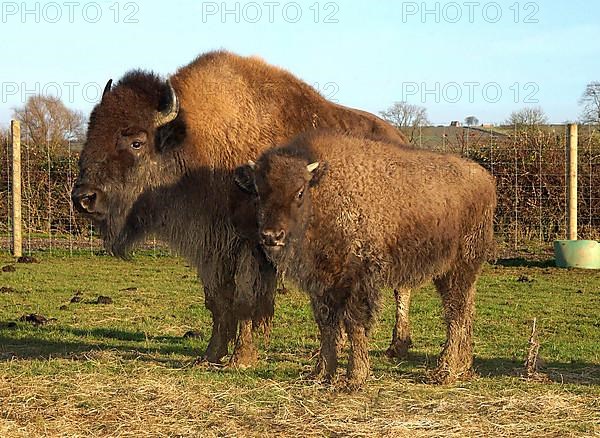 North American Bison