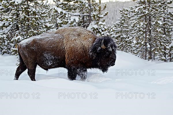 North American Bison