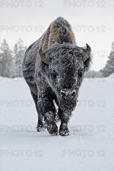 North American Bison