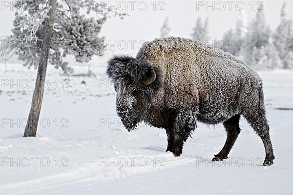 North American Bison