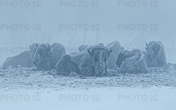 North American Bison