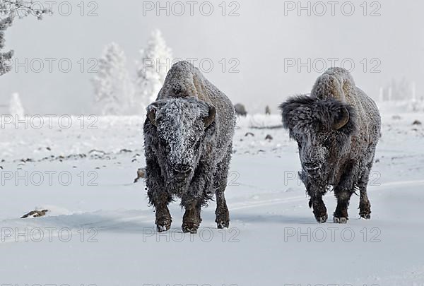 North American Bison