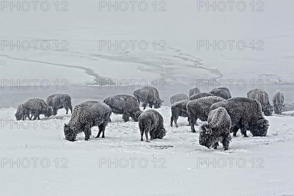 North American Bison