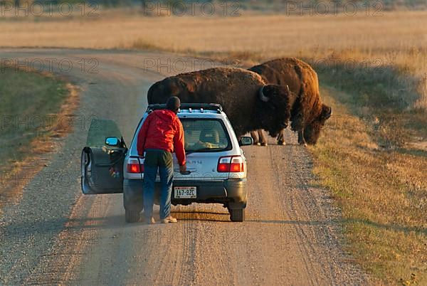 North American bison