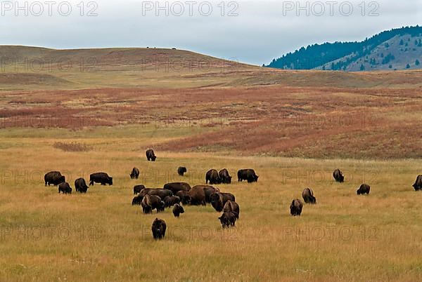 North American bison