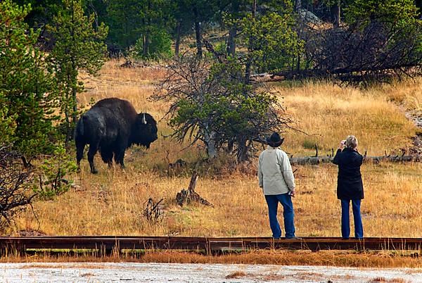 Adult North American bison