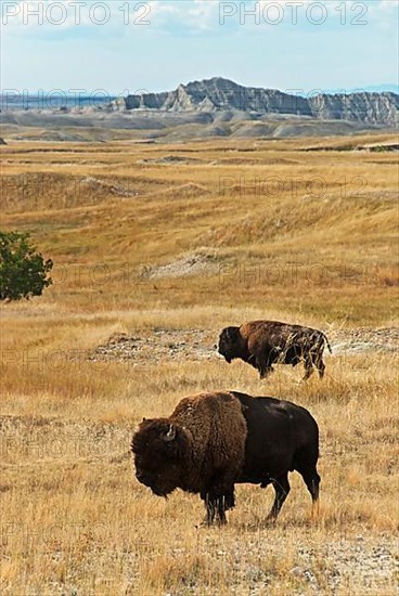 American bison