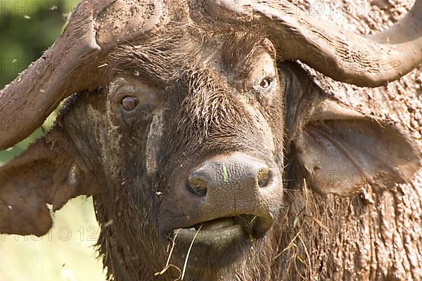 African Buffalo