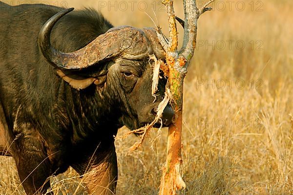 African buffalo