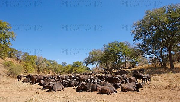 African buffalo