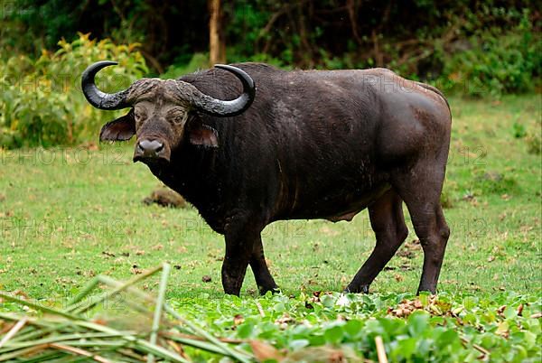 African Buffalo