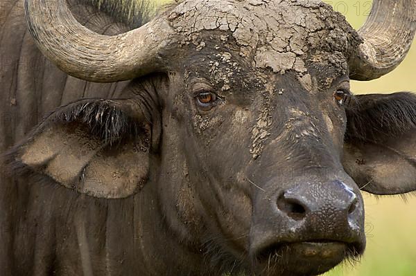 African buffalo