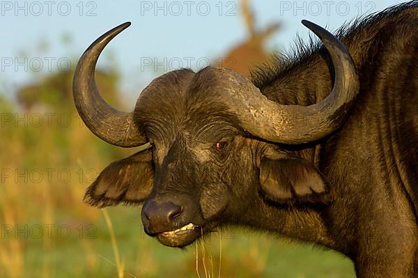 African buffalo