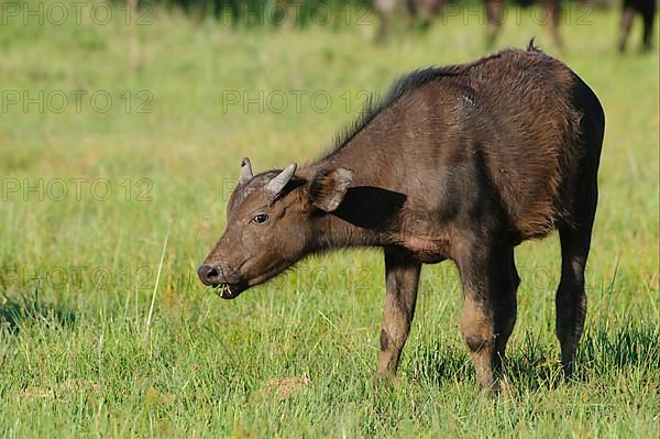 African buffalo