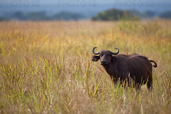 African Buffalo