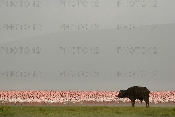 African buffalo