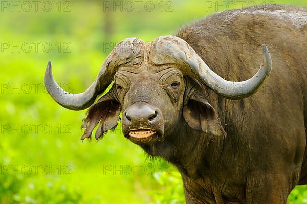 African buffalo